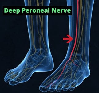 Peroneal_Nerve
